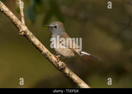 Bruant à gorgeted flycatcher, Ficedula strophiata, Parc National de Singalila, Darjeeling, West Bengal, India. Banque D'Images