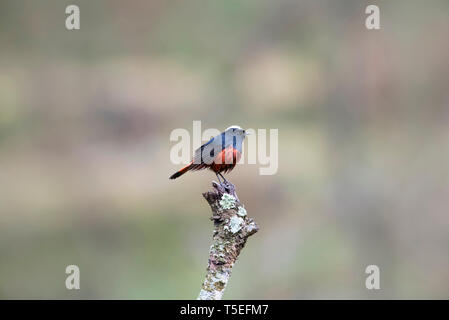 White-capped paruline flamboyante, Phoenicurus leucocephalus, Sattal, Uttarakhand, Inde. Banque D'Images