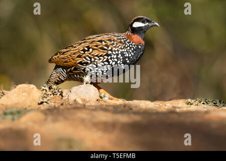 Francoline noire, Francolinus francolinus, mâle, Sattal, Uttarakhand, Inde. Banque D'Images