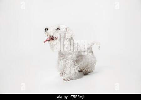 Terrier puppy damées avec fourrure pelucheuse. Cute little doggy ou pet blanc est en cours de lecture et d'exécution isolé sur fond blanc. Sem - allemand Studio. L'espace négatif pour insérer votre texte ou image. Banque D'Images