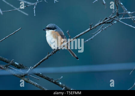 Pie-grièche grise, Lanius tephronotus, Sattal, Uttarakhand, Inde. Banque D'Images