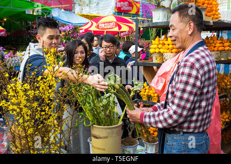 Fleur de la nouvelle année lunaire, juste le parc Victoria, Hong Kong, SAR, Chine Banque D'Images