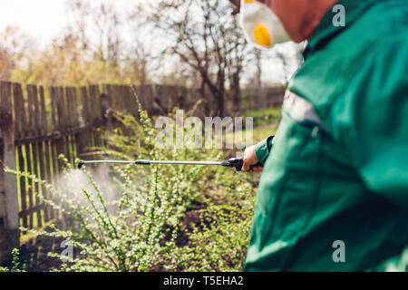 La pulvérisation avec de hauts arbres agriculteur manuel pulvérisateur de pesticides contre les insectes dans le jardin de printemps. Agriculture et jardinage concept Banque D'Images