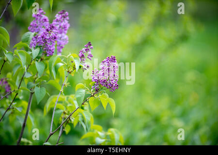 Dans le domaine des fleurs lilas Banque D'Images