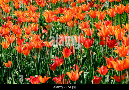 Tulip ballerine fleurs dans jardin, Norfolk, Angleterre Banque D'Images