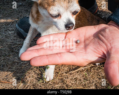 La tique gorgée de sang se déplace sur le man main close up, un gonflement du cocher s'agite dans la paume d'un homme retiré du chien. Le chien renifle une tique qui Banque D'Images