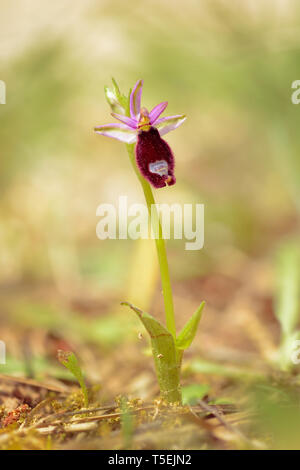 Ophrys bertolonii - Bertoloni est l'orchidée abeille, est une espèce d'orchidée originaire de la Méditerranée occidentale et centrale - Espagne, France, Corse, Sardaigne, Banque D'Images