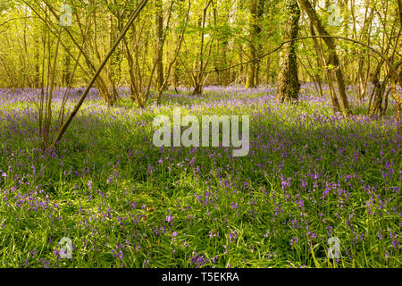 Landsape couleur Photographie de tapis de jacinthes sauvages en fleurs dans l'ancienne hazel coppice et cendres. Dorset, UK. Banque D'Images
