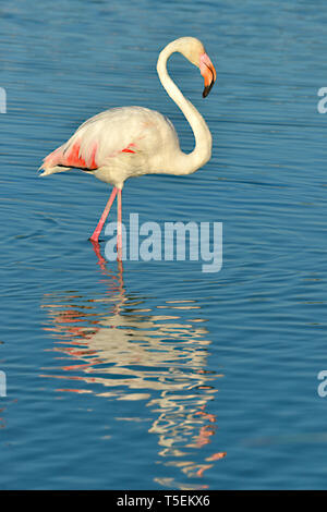 Flamant rose (Phoenicopterus ruber) marcher dans l'eau avec de grandes réflexion vu de profil, dans la Camargue est une région naturelle située au sud d'Arles Banque D'Images