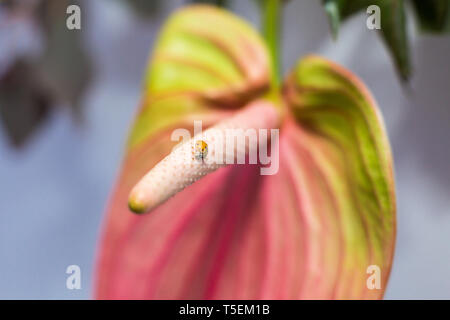 Coccinelle Gros plan sur les fleurs d'anthuriums rampant avec arrière-plan flou. La décoration de l'événement avec des fleurs fraîches. Banque D'Images