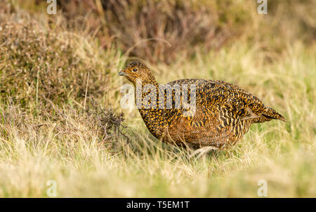 Lagopède des saules (Lagopus lagopus Nom scientifique :) Poule ou femelle se tenait dans l'habitat naturel des landes au printemps. Arrière-plan flou. Paysage Banque D'Images