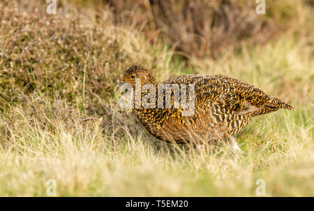 Lagopède des saules (Lagopus lagopus Nom scientifique :) Poule ou femelle se tenait dans l'habitat naturel des landes au printemps. Arrière-plan flou. Paysage Banque D'Images