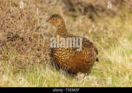 Lagopède des saules (Lagopus lagopus Nom scientifique :) Poule ou femelle se tenait dans l'habitat naturel des landes au printemps. Arrière-plan flou. Paysage Banque D'Images