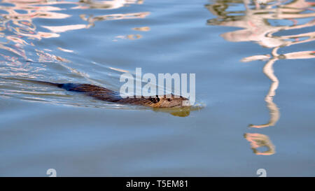 Ragondin (Myocastor coypus) Nager dans les marais de Camargue en France avec les réflexions de flamants roses Banque D'Images