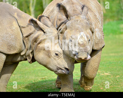 Libre deux rhinocéros indien (Rhinoceros unicornis) tête contre tête Banque D'Images