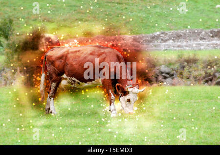 Amélioration de l'image numérique d'une vache brune tyrolien sans cornes paissant dans un alpage, vallée de Stubai, dans le Tyrol, Autriche Banque D'Images