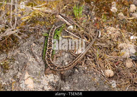 Sable mâle (lézard Lacerta agilis), une espèce de reptile rare au Royaume-Uni Banque D'Images