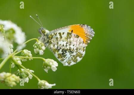 Embout mâle orange-papillon (Anthocharis cardamines) Banque D'Images