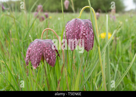 Tête du serpent fritillaries (tête du serpent fritillary - Fritillaria meleagris) floraison dans un pré de fleurs sauvages en avril, UK Banque D'Images