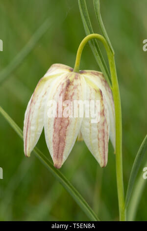 Tête du serpent fritillary (Fritillaria meleagris) floraison dans un pré de fleurs sauvages en avril, UK Banque D'Images