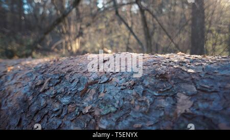 Close-up du tronc d'un arbre abattu. Close up de l'écorce de l'arbre dans la forêt de conifères par temps ensoleillé Banque D'Images