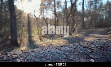 Close-up du tronc d'un arbre abattu. Close up de l'écorce de l'arbre dans la forêt de conifères par temps ensoleillé Banque D'Images