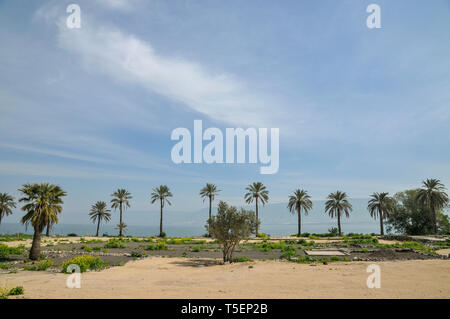 Palmiers sur la rive de la mer de Galilée, Israël Banque D'Images