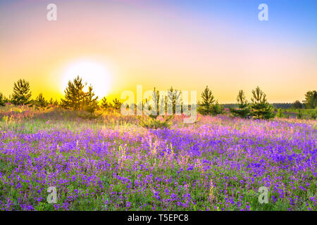 Beau paysage de printemps avec la floraison fleurs violettes sur prairie et le lever du soleil. fleurs des fleurs sur champ. d'été au coucher du soleil paysage sauvage me demande Banque D'Images