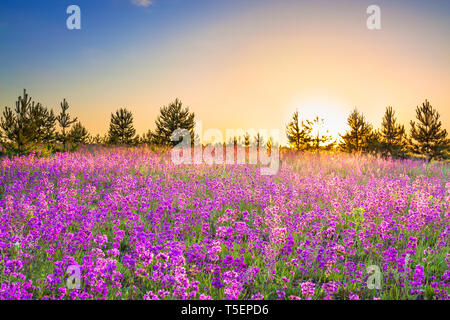 Beau paysage de printemps avec la floraison fleurs violettes sur prairie et le lever du soleil. fleurs des fleurs sur champ. d'été au coucher du soleil paysage sauvage me demande Banque D'Images