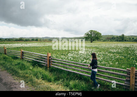 Une jeune fille debout près de la barrière et à la floraison à feuilles étroites sauvages narcissus champ dans l'habitat de plaine naturelle. Narcisse célèbre Valle Banque D'Images