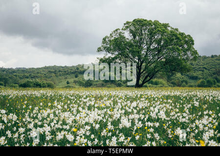 La floraison des feuilles étroites sauvages narcissus champ dans l'habitat de plaine naturelle. Narcisse célèbre Vallée, réseau international de réserves de biosphère par l'UNESCO. Banque D'Images