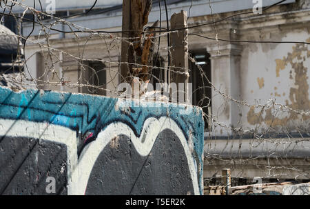 Un chat de rue sur un mur de graffiti et derrière les barbelés à Valparaiso, Chili Banque D'Images