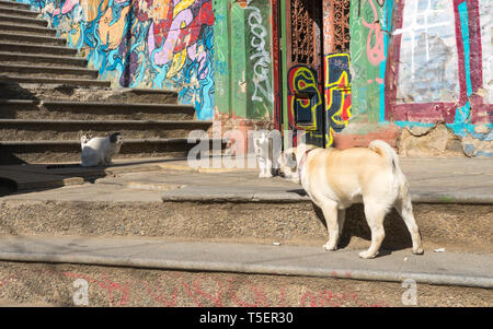 Un pug prend sur la rue 3 chats dans les rues colorées de Valparaiso Banque D'Images