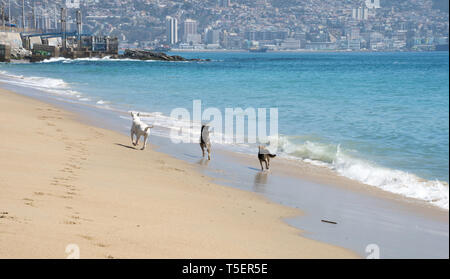 Chiens, course sur la plage à Playa Caleta Portales, Valparaíso, Chili Banque D'Images