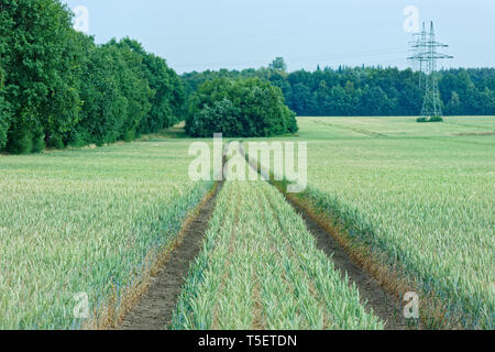 Vue panoramique sur les pistes du tracteur dans la plantation de plantes céréalières et haute tension tours, pylônes électriques dans le lointain Banque D'Images