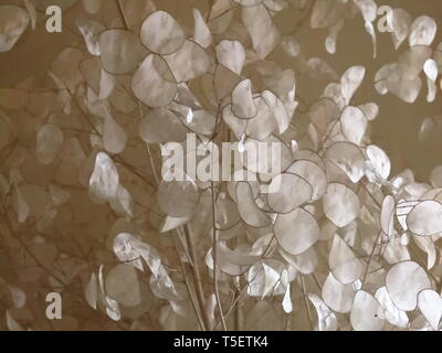 Lunaria, genere di pianta della famiglia Brassicaceae detta 'moneta delPapa", l'ONU rende bello dans l'angolo di una sala ristorante Banque D'Images