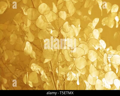 Lunaria, genere di pianta della famiglia Brassicaceae detta 'moneta delPapa", l'ONU rende bello dans l'angolo di una sala ristorante Banque D'Images