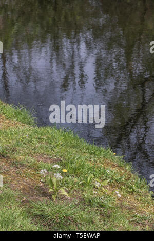 L'ail des ours Allium ursinum / Ramsons et solitaire / Pissenlit Taraxacum officinale culture des fleurs sur les bords de la rivière Fowey. Concept fleur de printemps. Banque D'Images