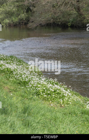 La masse de l'ail des ours Allium ursinum / Ramsons vu croissant sur les bords de la rivière Fowey au printemps. Ramsons est comestible. Concept fleur de printemps. Banque D'Images