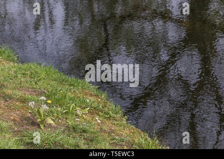 L'ail des ours Allium ursinum / Ramsons et solitaire / Pissenlit Taraxacum officinale culture des fleurs sur les bords de la rivière Fowey. Concept fleur de printemps. Banque D'Images