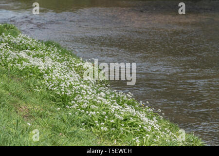 La masse de l'ail des ours Allium ursinum / Ramsons vu croissant sur les bords de la rivière Fowey au printemps. Ramsons est comestible. Concept fleur de printemps. Banque D'Images