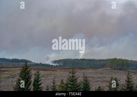 C'est de la rage de forêt s'étendant entre Knockando et Dunphail dans Moray, en Écosse, le mardi 23 avril 2019. Banque D'Images