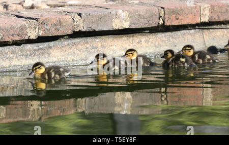 Pâques nouvellement né canetons sont reflétés comme ils prennent à l'eau pour la première fois à Jeremys au Jardins Borde Hill près de Haywards Heath, West Sussex. James Boardman / Images téléobjectif Banque D'Images