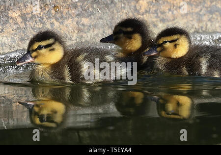 Pâques nouvellement né canetons sont reflétés comme ils prennent à l'eau pour la première fois à Jeremys au Jardins Borde Hill près de Haywards Heath, West Sussex. James Boardman / Images téléobjectif Banque D'Images