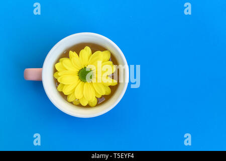 Fleur de chrysanthème jaune flottant dans une tasse de thé, sur un fond bleu avec copie espace Banque D'Images