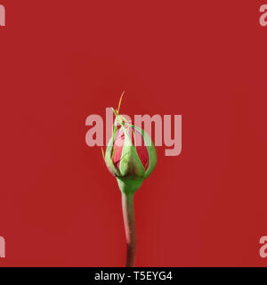 Bouton de rose sur un fond rouge isolé Banque D'Images