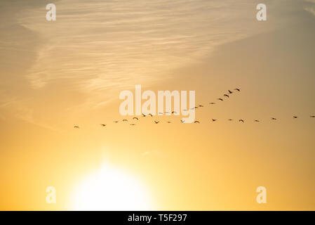 La migration des oiseaux, Flying Cranes (Grus grus) dans le ciel ensoleillé au coucher du soleil. Période de reproduction des oiseaux, parc national de Biebrza, Pologne. Banque D'Images