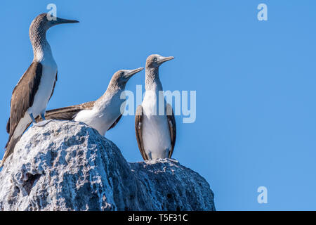 Trois des Fous à pattes bleues (Sula nebouxii) perché sur un rocher sur la côte de Baja California, au Mexique. Banque D'Images