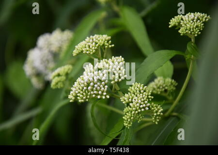 Fleurs belle arrière-plan pour vous Banque D'Images