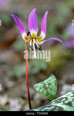 Violet Dogtooth (Erythronium dens-canis), famille des liliacées (Liliaceae), Switzerlandspring,printemps,rose,fleur,pétales, Banque D'Images